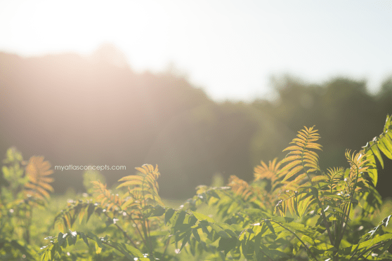 Alfred Adler Adlerian Theory