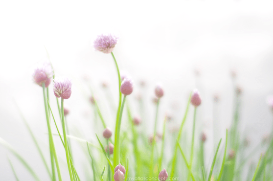 chives | fields of knowledge | jordache williams